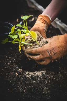 A farmer wearing orange gloves planting a plant in the ground